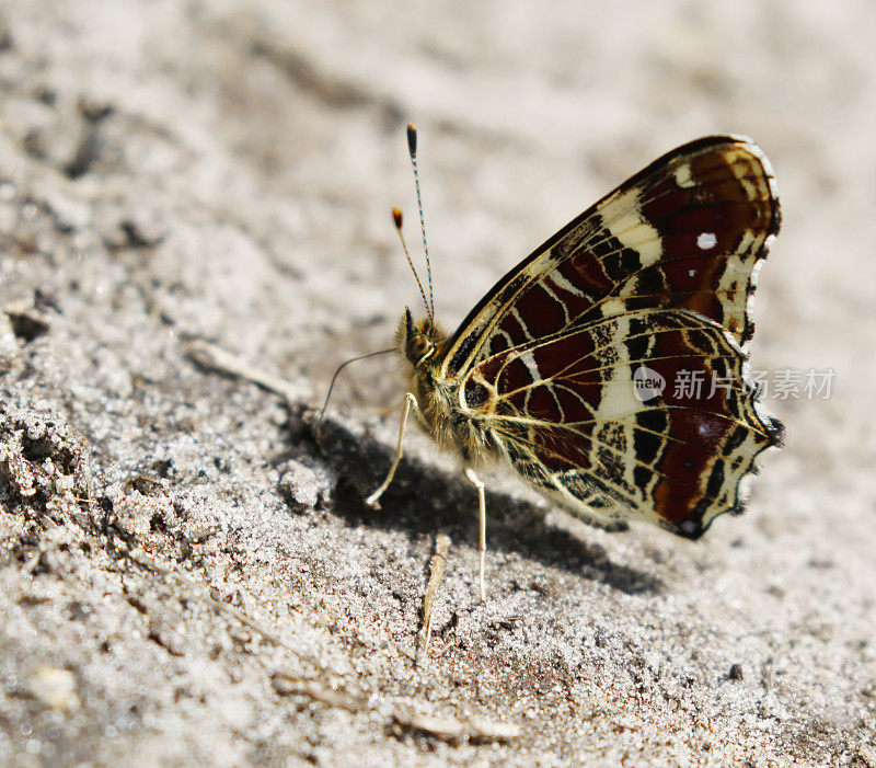 地图蝴蝶(Araschnia levana)第二代